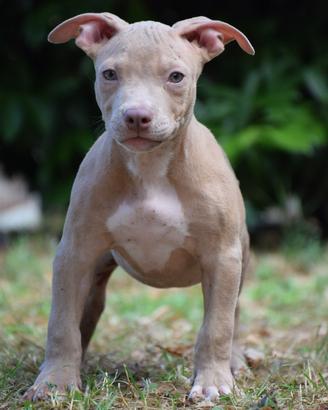 American Pitbull Terrier UKC