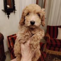 Cucciolo Barboncino Nano