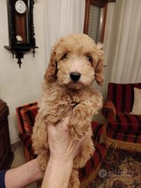 Cucciolo Barboncino Nano