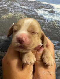 Cuccioli di cocker spaniel con Pedigree Enci
