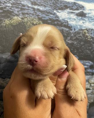Cuccioli di cocker spaniel con Pedigree Enci