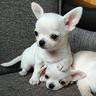 sandro-camilla-chihuahua-toy-pagamento-rate