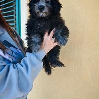 Barboncino Silver con Pedigree