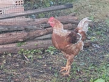 Gallo di 3 mesi. 
