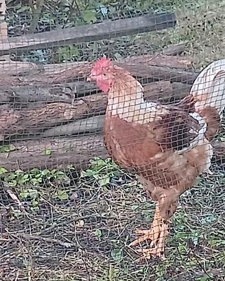 Gallo di 3 mesi. 
