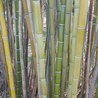 Canne di Bamboo