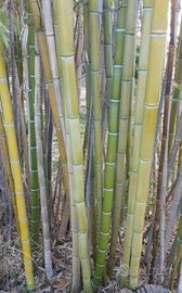 Canne di Bamboo
