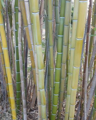 Canne di Bamboo