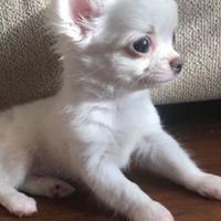 CHIHUAHUA TOY PELO LUNGO bianchi cuccioli