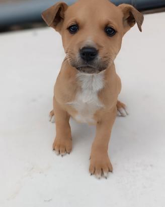 Amstaff senza pedigree