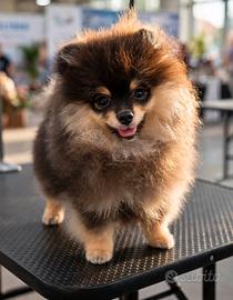 Cucciolo Pomeriana