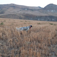 Setter inglese pronto caccia