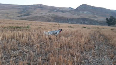 Setter inglese pronto caccia