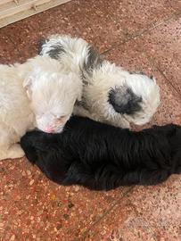 Cuccioli di maltipoo