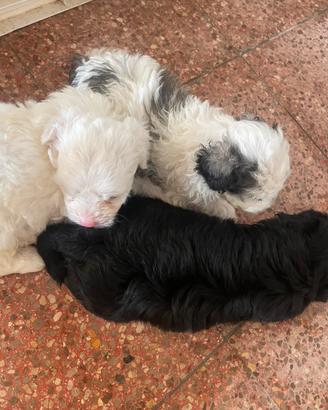 Cuccioli di maltipoo