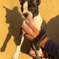 Cuccioli Boston Terrier