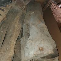 grossi tronchi di ulivo secolare stagionato