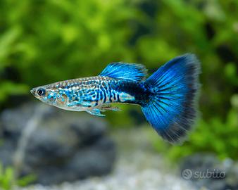 Guppy