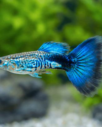 Guppy