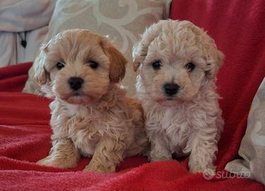 Cuccioli di Maltipoo