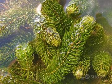 Ceratophyllum demersum – Mazzetti abbondanti 500gr