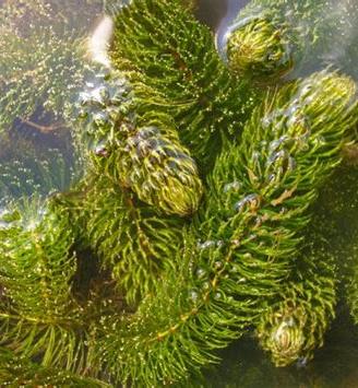 Ceratophyllum demersum – Mazzetti abbondanti 500gr