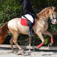 Andaluso PRE da Dressage mantello dorato