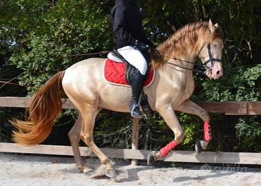 Andaluso PRE da Dressage mantello dorato