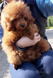 Barboncino RED/TOY 28 cm/Pedigree Enci/Pronto