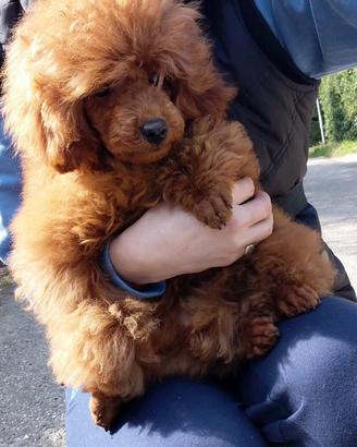 BarboneRED/TOY 28 cm/Pedigree Enci/Pronto