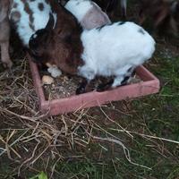 Capre di piccola taglia/caprettini