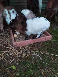 Capre di piccola taglia/caprettini