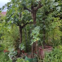 pianta uva da tavola bianca italia