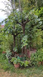 pianta uva da tavola bianca italia