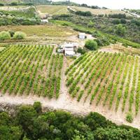 Terreno agricolo con vigneto e fabbricati in vendi