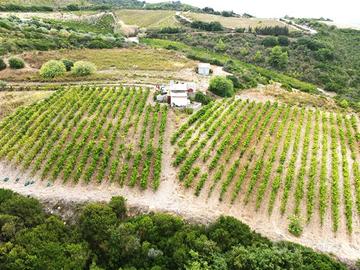 Terreno agricolo con vigneto e fabbricati in vendi