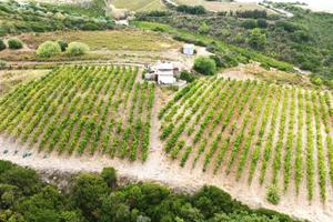 Terreno agricolo con vigneto e fabbricati in vendi
