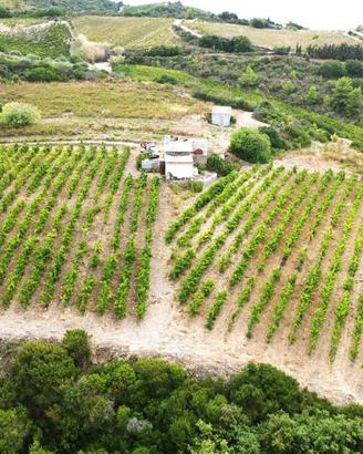 Terreno agricolo con vigneto e fabbricati in vendi
