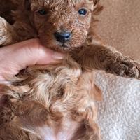 Cuccioli barboncino red