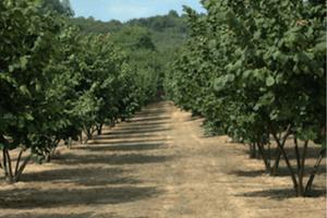 Noccioleto o terreno
