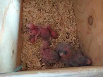 Pulli cocorita per allevamento a mano