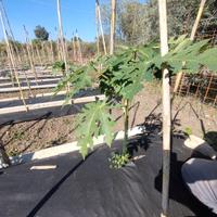 Prenotazione piantine di papaya red seme premium