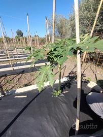 Prenotazione piantine di papaya red seme premium