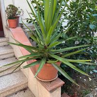 Piante di Yucca