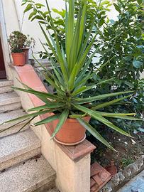 Piante di Yucca