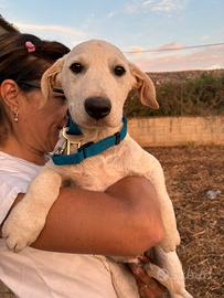 Segugio cane maschio taglia media meticcio