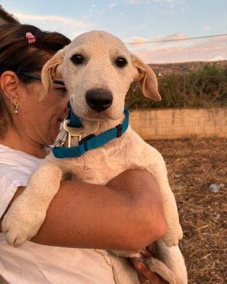 Segugio cane maschio taglia media meticcio