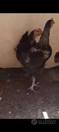 Galline