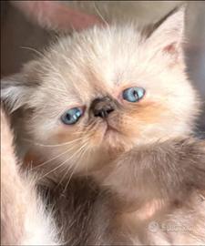 Cuccioli Exotic Shorthair