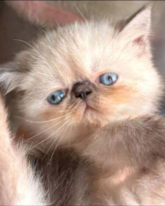 Cuccioli Exotic Shorthair
